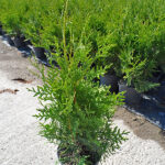 Thuja Brabant