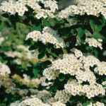 Spiraea nipponica Halvard's Silver 10-30cm