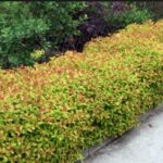 Spiraea japonica Goldflame 10-30cm