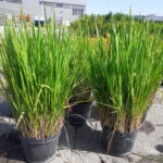 Japansk gress- Imperata cylindrica