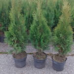Thuja Smaragd