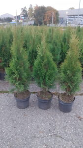 Thuja Smaragd