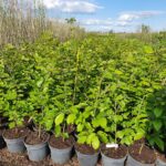 Bøk til hekk - Fagus Sylvatica 40-60cm