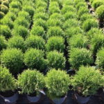 Thuja occidentalis Hoseri Co-5