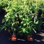 Bringebaer Rubus fruticosus Rode