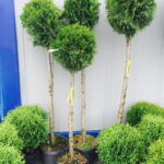 Thuja STAM 90-110