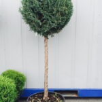 Juniperus stricta STAM