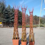 Salix americana 130cm+