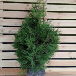 Thuja Brabant 100-125, rotklump
