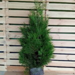 Thuja Brabant PREMIUM 125-150, rotklump