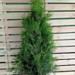 Thuja Brabant PREMIUM 150-175cm, rotklump