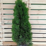 Thuja Smaragd 100-125cm, rotklump