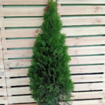 Thuja Smaragd 120-150cm PREMIUM, rotklump