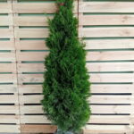 Thuja Smaragd 150-175cm PREMIUM, rotklump