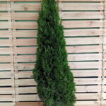 Thuja Smaragd 175-200cm PREMIUM, rotklump