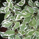 Cornus alba Argenteomarginata | Co 2-3