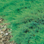 029 | Juniperus sabina Rockery Gem | Co 2-3