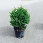 Buksbom - Buxus sempervirens 50-70cm