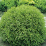 Kuletuja -  Thuja occidentalis Little Champion | Co 5
