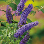 007 | Buddleja davidii Nanho Blue | Co 2-3