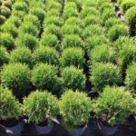 Kuletuja - Thuja occidentalis Hoseri 10L ca. 40cm.