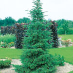 057 | Picea omorica | Co 5