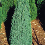 Juniperus chinensis Stricta <50cm