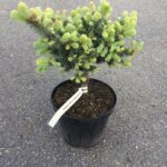 Picea pungens Glauca Globosa 2L