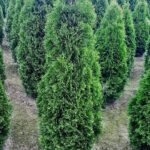 Thuja Smaragd 200-250cm PREMIUM, rotklump