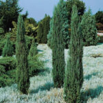 Juniperus scop. Blue Arrow 40-60cm