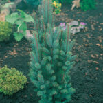 085 | Picea pungens Iseli Fastigiate | Co 2