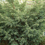 016 | Juniperus chinensis Blue Alps | Co10