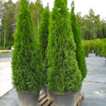 100stk Thuja Smaragd 140-160cm
