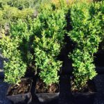 Buksbom - Buxus sempervirens 10-30cm (til lave hekker)