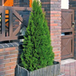 130 | Thuja occidentalis Weimar | Co 3-5 80-100