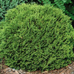 Kuletuja - Thuja occidentalis Little Gem 5L