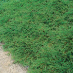 Fjelleiner krypeiner - Juniperus com. Repanda , 2l potte, 20-30cm brede