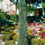 Juniperus scopulorum Skyrocket 200cm+