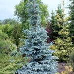 Picea pungens Hoopsii | Co 10
