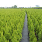 100stk. Thuja Smaragd 80-100cm