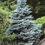 080 | Picea pungens Glauca Globosa | Co 20