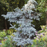 064 | Picea pungens Edith | Co 10