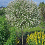 Japanvier - Salix integra Hakuro-nishiki, STAMME på ca. 110cm