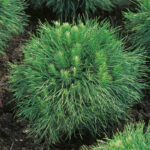 Pinus mugo Varella i 5 liter potte