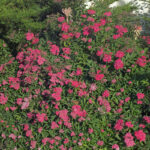 099 | Spiraea japonica Anthony Waterer 10-30cm
