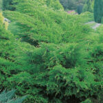Kinaeiner - Juniperus media Mint Julep 10L