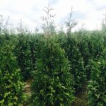 Thuja Brabant PREMIUM 175-200cm, rotklump