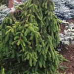 045 | Picea abies Inversa | Co 2
