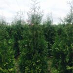 100stk Thuja Brabant Premium 250-300cm