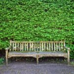 Småbladet Lind - Tilia cordata 120cm+